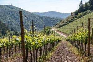 Wine trail istra kotli